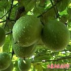 罗汉果被人们誉为“神仙果”。 主要产于桂林市临桂县和永福县的山区，是桂林名贵的土特产。果实营养价值很高，含丰富的维生素C(每100克鲜果中含400毫克～500毫克)以及糖甙、果糖、葡萄糖、蛋白质、脂类