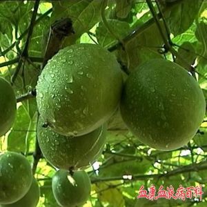 罗汉果被人们誉为“神仙果”。 主要产于桂林市临桂县和永福县的山区，是桂林名贵的土特产。果实营养价值很高，含丰富的维生素C(每100克鲜果中含400毫克～500毫克)以及糖甙、果糖、葡萄糖、蛋白质、脂类等。