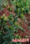 为菊科植物茅苍术或北苍术的干燥根茎。