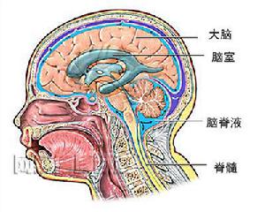（图）脑脊液