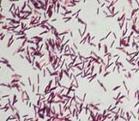 （图）微生物